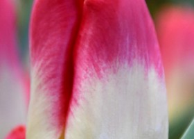 Tulipa Match ® (4)